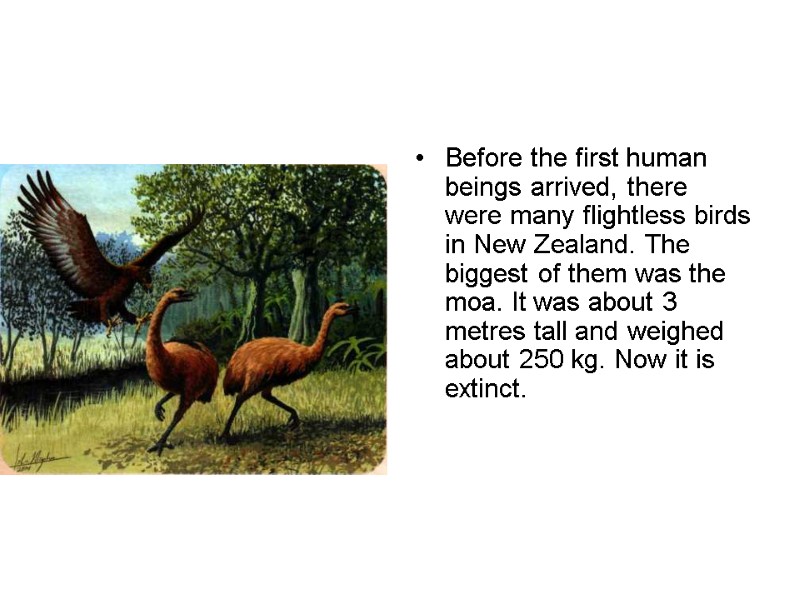 Before the first human beings arrived, there were many flightless birds in New Zealand.